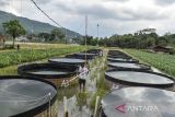 Pekerja merawat kolam bioflok di Desa Tanjungmulya, Kabupaten Ciamis, Jawa Barat, Kamis (9/3/2023). Pemerintah desa setempat memberdayakan petani milenial untuk budi daya ikan nila menggunakan sistem bioflok dan teknologi listrik panel surya dari anggaran dana desa guna mendukung program ketahanan pangan. ANTARA FOTO/Adeng Bustomi/agr