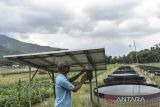 Pekerja merawat memeriksa instalasi panel surya untuk kolam bioflok di Desa Tanjungmulya, Kabupaten Ciamis, Jawa Barat, Kamis (9/3/2023). Pemerintah desa setempat memberdayakan petani milenial untuk budi daya ikan nila menggunakan sistem bioflok dan teknologi listrik panel surya dari anggaran dana desa guna mendukung program ketahanan pangan. ANTARA FOTO/Adeng Bustomi/agr