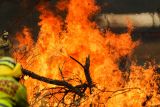 Australia berjibaku dengan kebakaran akibat suhu meningkat