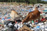 Sekawanan sapi memakan sampah di kawasan Tempat Pembuangan Akhir (TPA) Desa Gunong Mata Ie, Meureubo, Aceh Barat, Aceh, Rabu (8/3/2023). Ternak sapi yang sengaja digembalakan atau mencari makan dari tumpukan sampah tersebut berpotensi tidak layak untuk dikonsumsi dagingnya karena mengadung logam berat yang membahayakan kesehatan manusia. ANTARA FOTO/Syifa Yulinnas/nym.