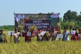 Distan Majalengka pada Maret 18.329 hektare sawah panen