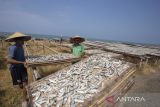 Pekerja menjemur ikan asin di desa Lombang, Juntinyuat, Indramayu, Jawa Barat, Senin (13/3/2023). Menurut pengusaha perikanan, produksi ikan asin jenis tanjan saat ini mengalami peningkatan hingga 60 persen sejak pasokan ikan dari nelayan mulai melimpah. ANTARA FOTO/Dedhez Anggara/agr