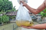 Pembudi daya menunjukkan indukan ikan arwana silver Jambi (scleropages formosus) saat dipindahkan ke kolam perawatan di tempat budi daya Kota Baru, Jambi, Minggu (12/3/2023). Usaha budi daya salah satu ikan endemik Jambi yang status habitatnya telah terancam punah itu beromzet Rp120 juta per tahun dengan harga jual mulai Rp160 ribu sampai Rp3 juta per ekor. ANTARA FOTO/Wahdi Septiawan/nz.