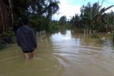 Banjir merendam rumah warga Desa Pasir Putih Kabupaten Poso