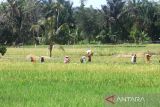 Petani memanen padi di Kecamatan Batang Alai Selatan, Kabupaten Hulu Sungai Tengah, Kalimantan Selatan, Rabu (15/3/2023). Pemerintah Provinsi Kalimantan Selatan menyatakan mampu meningkatkan produksi padi hingga lebih dari 1,2 juta ton untuk kebutuhan IKN Nusantara, Kalimantan Timur tahun 2024, sedangkan yang dibutuhkan oleh IKN diperkirakan 200 hingga 300 ribu ton. ANTARA/Bayu Pratama S.