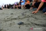 Sejumlah warga melepas tukik lekang  (Lepidochelys olivacea) di pantai Lamtengoh, kabupaten Aceh Besar, Aceh, Selasa (14/3/2023). Pangkalan Pengawas Sumber Daya Kelautan dan Perikanan (PSDKP) Banda Aceh melepas sebanyak 79 ekor tukik lekang hasil penangkaran di perairan Aceh Besar guna menjaga beberlangsung penyu dari ancaman kepunahan. ANTARA FOTO/Ampelsa.