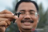 Sejumlah warga melepas tukik lekang  (Lepidochelys olivacea) di pantai Lamtengoh, kabupaten Aceh Besar, Aceh, Selasa (14/3/2023). Pangkalan Pengawas Sumber Daya Kelautan dan Perikanan (PSDKP) Banda Aceh melepas sebanyak 79 ekor tukik lekang hasil penangkaran di perairan Aceh Besar guna menjaga beberlangsung penyu dari ancaman kepunahan. ANTARA FOTO/Ampelsa.