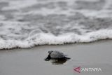 Sejumlah warga melepas tukik lekang  (Lepidochelys olivacea) di pantai Lamtengoh, kabupaten Aceh Besar, Aceh, Selasa (14/3/2023). Pangkalan Pengawas Sumber Daya Kelautan dan Perikanan (PSDKP) Banda Aceh melepas sebanyak 79 ekor tukik lekang hasil penangkaran di perairan Aceh Besar guna menjaga beberlangsung penyu dari ancaman kepunahan. ANTARA FOTO/Ampelsa.