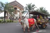 Peserta mengikuti Parade Cikar melewati Monumen Simpang Lima Gumul di Kediri, Jawa Timur, Sabtu (18/3/2023). Parade yang diikuti sebanyak 32 cikar atau gerobak sapi tersebut guna memperingati HUT ke-1219 Kabupaten Kediri sekaligus sebagai upaya melestarikan dan mengapresiasi masyarakat yang masih tetap menggunakan cikar sebagai alat transportasi. ANTARA Jatim/Prasetia Fauzani/zk