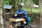 Peternak memanen madu lebah kelulut atau lebah Trigona di kawasan hutan desa Awe, kecamatan Blangbintang, Kabupaten Aceh Besar, Aceh, Selasa (21/3/2023). Peternak menyatakan permintaan madu lebah kelulut menjelang bulan ramadhan meningkat drastis hingga dua kali lipat dibanding sebelumnya dengan harga penjualan kisaran Rp600 ribu per liter. ANTARA FOTO/Ampelsa.