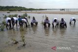 Ikhtiar mencegah abrasi  di Pantai Rembang melalui tanam mangrove