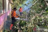 Atap SDN 53 Damar Sikucing Agam rusak tertimpa pohon tumbang