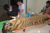 Harimau sumatera di Suaka Satwa Barumun dinyatakan mati