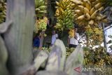 Pembeli memilih buah pisang di pasar Jatibarang, Indramayu, Jawa Barat, Kamis (23/3/2023). Memasuki bulan Ramadhan 1444 H, permintaan pisang sebagai salah satu bahan pembuatan kolak pisang tersebut meningkat hingga 30 persen daripada hari biasanya. ANTARA FOTO/Dedhez Anggara/agr