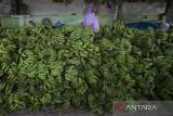 Pembeli memilih buah pisang di pasar Jatibarang, Indramayu, Jawa Barat, Kamis (23/3/2023). Memasuki bulan Ramadhan 1444 H, permintaan pisang sebagai salah satu bahan pembuatan kolak pisang tersebut meningkat hingga 30 persen daripada hari biasanya. ANTARA FOTO/Dedhez Anggara/agr