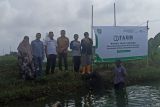 Dompet Dhuafa dan The Harvest panen ikan gurame di Indramayu