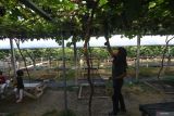 Ngabuburit di Kawasan Agrowisata Kebun Anggur