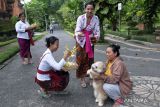 Umat Hindu mendoakan anjing peliharaan milik warga saat perayaan Hari Tumpek Uye di Taman Kota Denpasar, Bali, Sabtu (25/3/2023). Perayaan yang digelar setiap enam bulan tersebut untuk mendoakan segala jenis binatang sebagai wujud rasa sayang terhadap binatang karena memberi manfaat positif bagi kehidupan manusia. ANTARA FOTO/Nyoman Hendra Wibowo/wsj.