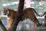 Harimau diduga terkam ternak warga Solok Selatan