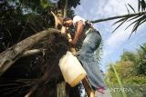 Seorang petani membawa turun air nira dari pohon aren di Desa Paloh Batee, Muara Dua, Lhokseumawe, Aceh, Minggu (26/3/2023). Dalam sehari petani air nira musiman di daerah itu mampu mengumpulkan air nira murni sebanyak 40-50 liter dan dijual seharga Rp5000 per botol untuk minuman khas berbuka puasa. ANTARA/Rahmad
