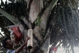 Seorang petani membawa turun air nira dari pohon aren di Desa Paloh Batee, Muara Dua, Lhokseumawe, Aceh, Minggu (26/3/2023). Dalam sehari petani air nira musiman di daerah itu mampu mengumpulkan air nira murni sebanyak 40-50 liter dan dijual seharga Rp5000 per botol untuk minuman khas berbuka puasa. ANTARA/Rahmad