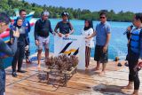 PTBA-LUC tanam terumbu karang di Pulau Pahawang
