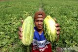 Petani menunjukan buah Krai di persawahan Badean, Banyuwangi, Jawa Timur, Senin (27/3/2023). Buah Krai yang dijual mulai dari harga Rp3 ribu untuk ukuran kecil dan Rp20 ribu untuk ukuran besar tersebut merupakan buah musiman yang diburu masyarakat untuk dijadikan bahan utama minuman buka puasa. ANTARA Jatim/Budi Candra Setya/zk