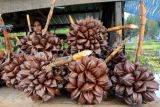 Permintaan Buah Nipah Meningkat Selama Ramadhan