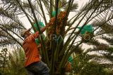 Pekerja memanen buah kurma di Desa Kutambaru, Tiganderket, Karo, Sumatera Utara, Senin (27/3/2023). Kebun kurma yang berada di ketinggian 750 meter di atas permukaan laut (mdpl) dan memiliki luas 1,8 hektar tersebut ditanami 200 batang pohon kurma yang terdiri dari 165 batang pohon kurma betina dan 35 batang pohon kurma jantan. ANTARA FOTO/Fransisco Carolio/rwa.