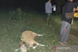 Sapi milik warga di Mukomuko mati diserang harimau