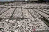 Pekerja menjemur ikan asin di desa Pusong, Lhokseumawe, Aceh, Minggu (2/4/2023). Menurut pengusaha perikanan, produksi berbagai jenis ikan asin saat ini mengalami peningkatan hingga 80 persen dengan harga jual biasanya Rp80 ribu naik menjadi Rp120 ribu per kilogram seiring tingginya permintaan dalam bulan Ramadhan 1444 Hijriah. Antara Aceh/Rahmad
