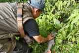 BKSDA Sumbar lepasliarkan trenggiling di hutan konservasi Agam (Video)