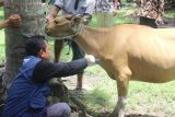 Pemkab Polewali Mandar sosialisasi pencegahan penyakit jembrana pada ternak