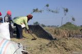 Kurang stok di penggilingan jadikan harga gabah tinggi