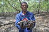 Warga menunjukkan siput yang dicari di kawasan hutan bakau Pangkal Babu, Tanjung Jabung Barat, Jambi, Minggu (2/4/2023). Siput tersebut dijual Rp15 ribu per kilogram kepada penampung setempat untuk dipasarkan ke Malaysia dan Singapura. ANTARA FOTO/Wahdi Septiawan/YU