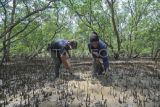 Dua warga mencari siput di kawasan hutan bakau Pangkal Babu, Tanjung Jabung Barat, Jambi, Minggu (2/4/2023). Siput tersebut dijual Rp15 ribu per kilogram kepada penampung setempat untuk dipasarkan ke Malaysia dan Singapura. ANTARA FOTO/Wahdi Septiawan/YU

