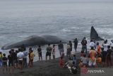 Warga melihat bangkai Paus Sperma (Physeter macrocephalus) yang mati terdampar di Pantai Yeh Malet, Karangasem, Bali, Rabu (5/4/2023). Pihak Balai Konservasi Sumber Daya Alam (BKSDA) Kabupaten Karangasem menyebut Paus Sperma yang berukuran panjang tubuh 18,2 meter dan lingkar badan delapan meter tersebut ditemukan terdampar pada pukul 14.00 Wita dengan kondisi mati. ANTARA FOTO/Nyoman Hendra Wibowo/wsj.
