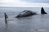 Warga mengamati bangkai Paus Sperma (Physeter macrocephalus) yang mati terdampar di Pantai Yeh Malet, Karangasem, Bali, Rabu (5/4/2023). Pihak Balai Konservasi Sumber Daya Alam (BKSDA) Kabupaten Karangasem menyebut Paus Sperma yang berukuran panjang tubuh 18,2 meter dan lingkar badan delapan meter tersebut ditemukan terdampar pada pukul 14.00 Wita dengan kondisi mati. ANTARA FOTO/Nyoman Hendra Wibowo/wsj.
