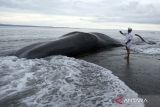 Warga memotret bangkai Paus Sperma (Physeter macrocephalus) yang mati terdampar di Pantai Yeh Malet, Karangasem, Bali, Rabu (5/4/2023). Pihak Balai Konservasi Sumber Daya Alam (BKSDA) Kabupaten Karangasem menyebut Paus Sperma yang berukuran panjang tubuh 18,2 meter dan lingkar badan delapan meter tersebut ditemukan terdampar pada pukul 14.00 Wita dengan kondisi mati. ANTARA FOTO/Nyoman Hendra Wibowo/wsj.
