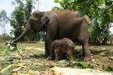 Seekor Gajah Sumatera lahir di Pelalawan Riau