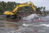 Petugas mengevakuasi bangkai Paus Sperma (Physeter macrocephalus) yang terdampar menggunakan ekskavator di Pantai Yeh Leh, Jembrana, Bali, Minggu (9/4/2023). Kepala Balai Pengelolaan Sumberdaya Pesisir dan Laut (BPSPL) Denpasar Permana Yudiarso mengatakan dalam kurun waktu seminggu ada tiga kejadian paus yang terdampar dengan kondisi mati yakni Paus Bryde di Pantai Batu Lumbang, Kabupaten Tabanan pada Sabtu (1/4), Paus Sperma di Pantai Yeh Malet, Kabupaten Karangasem pada Rabu (5/4), dan Paus Sperma di Pantai Yeh Leh, Kabupaten Jembrana pada Sabtu (8/4). ANTARA FOTO/Nyoman Hendra Wibowo/wsj.