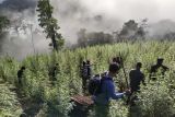 Ditemukan ladang ganja seluas 8,9 hektare di Nagan Raya