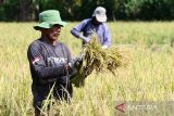 Buruh tani menggunakan alat tradisional  memotong padi saat panen raya di Desa Lambaro Samahani , Kecamatan Kuta Malaka, Kabupaten Aceh Besar, Aech,  (11/4/2023 ). Para petani menyatakan memasuki puncak panen raya  di daerah itu, harga gabah kering panen (GKP)  kisaran  Rp.5.500/kilogram atau lebih tinggi dibanding dengan Harga Pembelian Pemerintah  (HPP) yang baru sebesar Rp.5000/kilogram.  ANTARA FOTO/Ampelsa.