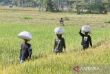 Sejumlah buruh tani mengangkut karung berisi gabah kering panen (GKP) di Desa Lambaro Samahani , Kecamatan Kuta Malaka, Kabupaten Aceh Besar, Aech,  (11/4/2023 ). 
Para petani menyatakan memasuki puncak panen raya  di daerah itu, harga gabah kering panen (GKP)  kisaran  Rp.5.500/kilogram atau lebih tinggi dibanding dengan Harga Pembelian Pemerintah  (HPP) yang baru sebesar Rp.5000/kilogram.  ANTARA FOTO/Ampelsa.