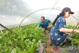 Petani  organik andalkan sumur resapan-jaringan irigasi hadapi El Nino