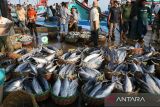 Sejumlah moge atau pedagang ikan mengikuti proses lelang  ikan di Pelabuhan Perikanan Samudera (PPS) Lampulo, Banda Aceh, Aceh, Sabtu (15/4/2023). Menurut Toke Bangku atau pemilik modal yang berperan menjual hasil tangkapan nelayan  di pelabuhan  tersebut, harga ikan menjelang Idul Fitri 1444 Hijriyah mengalami penurunan seperti ikan tongkol ukuran sedang  dari harga Rp350.000/ turun menjadj Rp250.000/keranjang  dan ikan tongkol ukuran besar Rp500.000/keranjang turun menjadi Rp400.000/keranjang  karena hasil tangkapan ikan melimpah.ANTARA FOTO/Ampelsa.