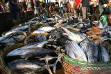 Sejumlah moge atau pedagang ikan mengikuti proses lelang  ikan di Pelabuhan Perikanan Samudera (PPS) Lampulo, Banda Aceh, Aceh, Sabtu (15/4/2023). Menurut Toke Bangku atau pemilik modal yang berperan menjual hasil tangkapan nelayan  di pelabuhan  tersebut, harga ikan menjelang Idul Fitri 1444 Hijriyah mengalami penurunan seperti ikan tongkol ukuran sedang  dari harga Rp350.000/ turun menjadj Rp250.000/keranjang  dan ikan tongkol ukuran besar Rp500.000/keranjang turun menjadi Rp400.000/keranjang  karena hasil tangkapan ikan melimpah.ANTARA FOTO/Ampelsa.