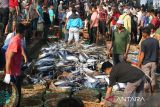 Sejumlah moge atau pedagang ikan mengikuti proses lelang  ikan di Pelabuhan Perikanan Samudera (PPS) Lampulo, Banda Aceh, Aceh, Sabtu (15/4/2023). Menurut Toke Bangku atau pemilik modal yang berperan menjual hasil tangkapan nelayan  di pelabuhan  tersebut, harga ikan menjelang Idul Fitri 1444 Hijriyah mengalami penurunan seperti ikan tongkol ukuran sedang  dari harga Rp350.000/ turun menjadj Rp250.000/keranjang  dan ikan tongkol ukuran besar Rp500.000/keranjang turun menjadi Rp400.000/keranjang  karena hasil tangkapan ikan melimpah.ANTARA FOTO/Ampelsa.