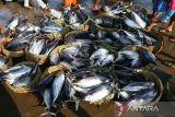 Sejumlah moge atau pedagang ikan mengikuti proses lelang  ikan di Pelabuhan Perikanan Samudera (PPS) Lampulo, Banda Aceh, Aceh, Sabtu (15/4/2023). Menurut Toke Bangku atau pemilik modal yang berperan menjual hasil tangkapan nelayan  di pelabuhan  tersebut, harga ikan menjelang Idul Fitri 1444 Hijriyah mengalami penurunan seperti ikan tongkol ukuran sedang  dari harga Rp350.000/ turun menjadj Rp250.000/keranjang  dan ikan tongkol ukuran besar Rp500.000/keranjang turun menjadi Rp400.000/keranjang  karena hasil tangkapan ikan melimpah.ANTARA FOTO/Ampelsa.
