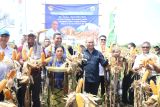 Gubernur: 73.490 hektare jagung di TTS siap panen